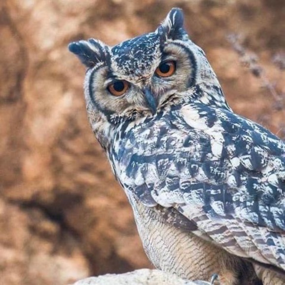 Meet your Posher, Denise coover - Picture 1 of 1